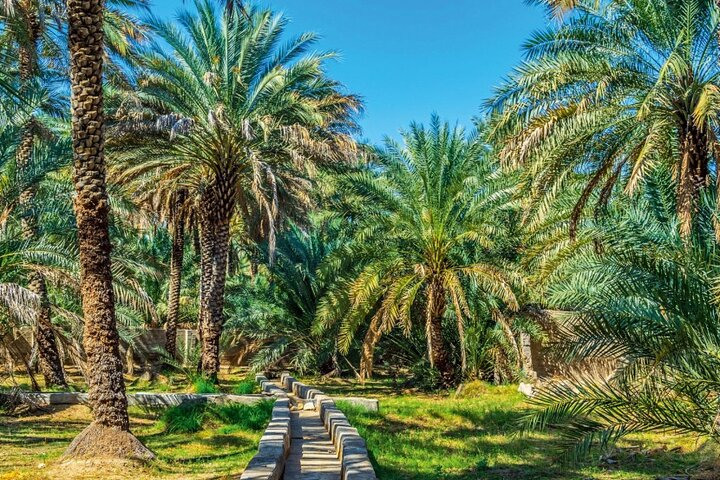 Explore the lush greenery of Al Ain Oasis where ancient irrigation techniques mingle with palms and rich Emirati heritage creating a tranquil retreat perfect for nature lovers and cultural enthusiasts.